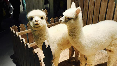 家居賣場開動物樂園，羊駝、土撥鼠等600只動物齊聚